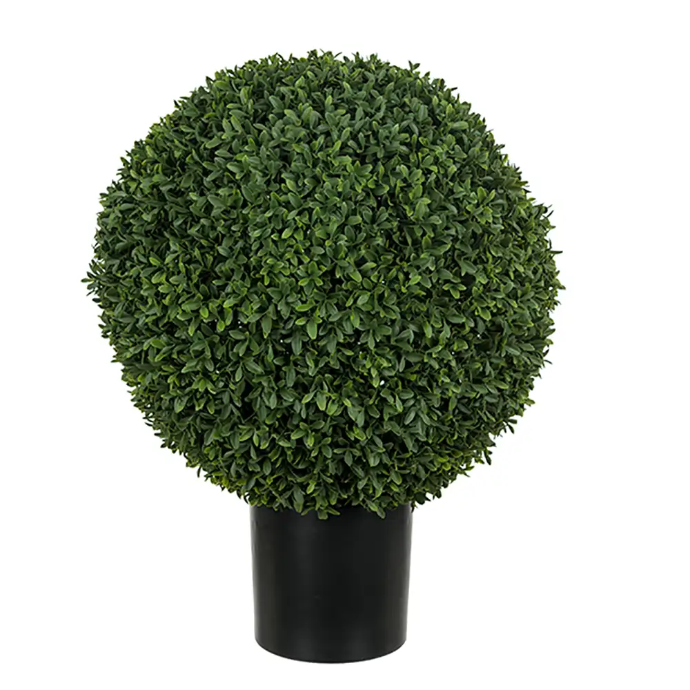 Boxwood in pot 40 cm