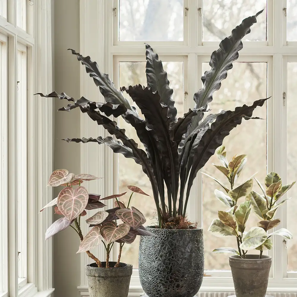 Asplenium tree 90 cm