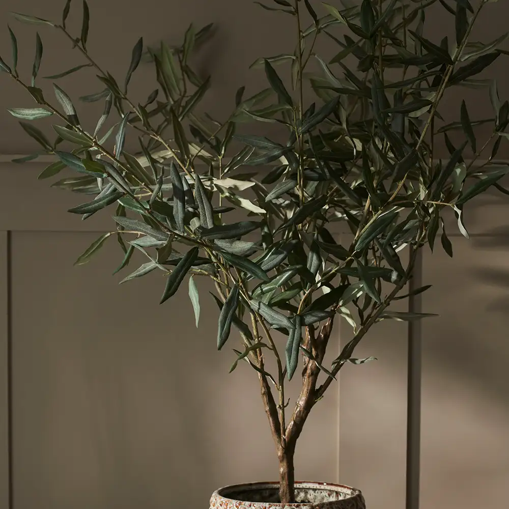 Olive tree 100 cm Green