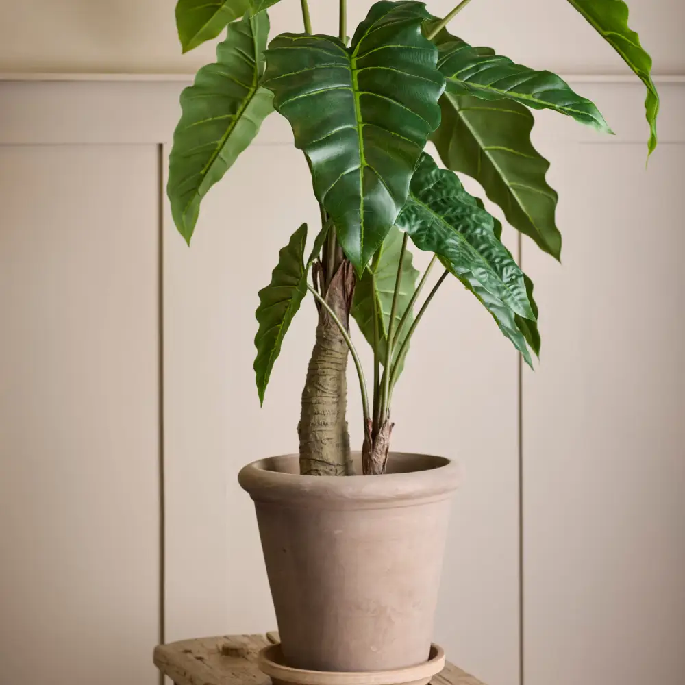 Alocasia Tree 120 cm