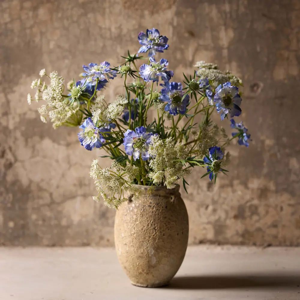  Scabiosa Cut Flower 70 cm Blue