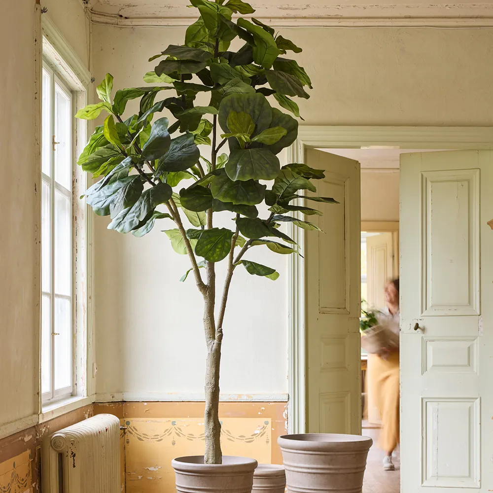  Fiolfikus pot 180 cm