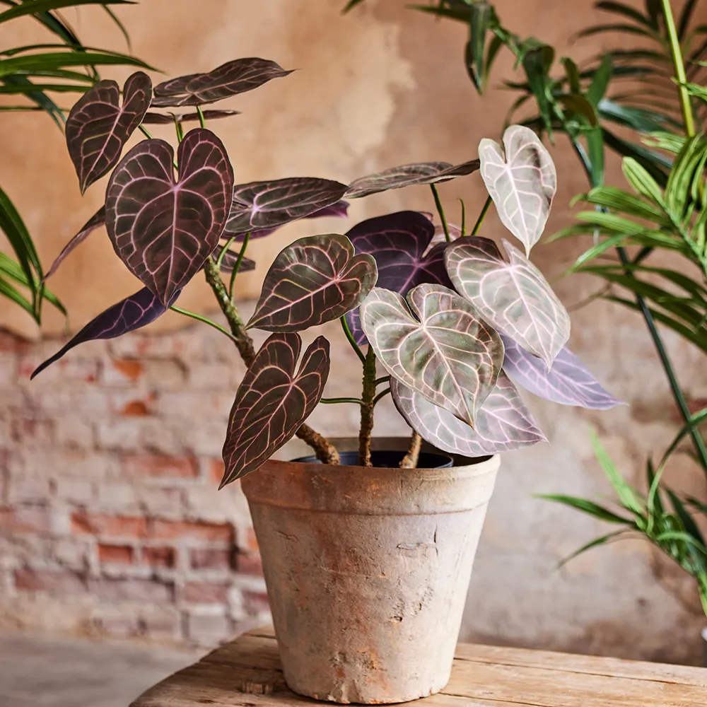 Anthurium Potted plant 60 cm