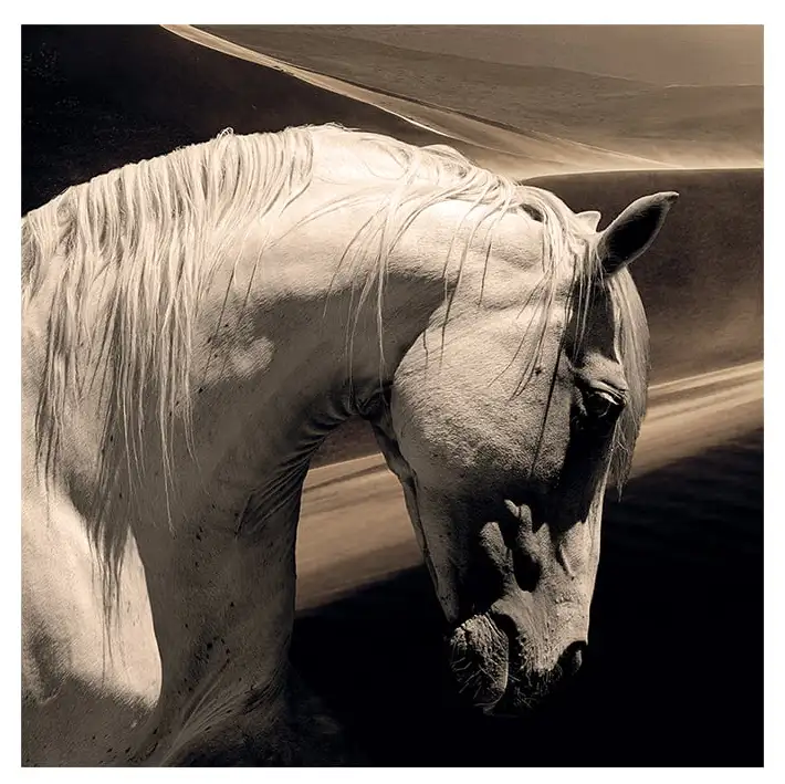 Wall decor Arabian Horse 100x100 cm