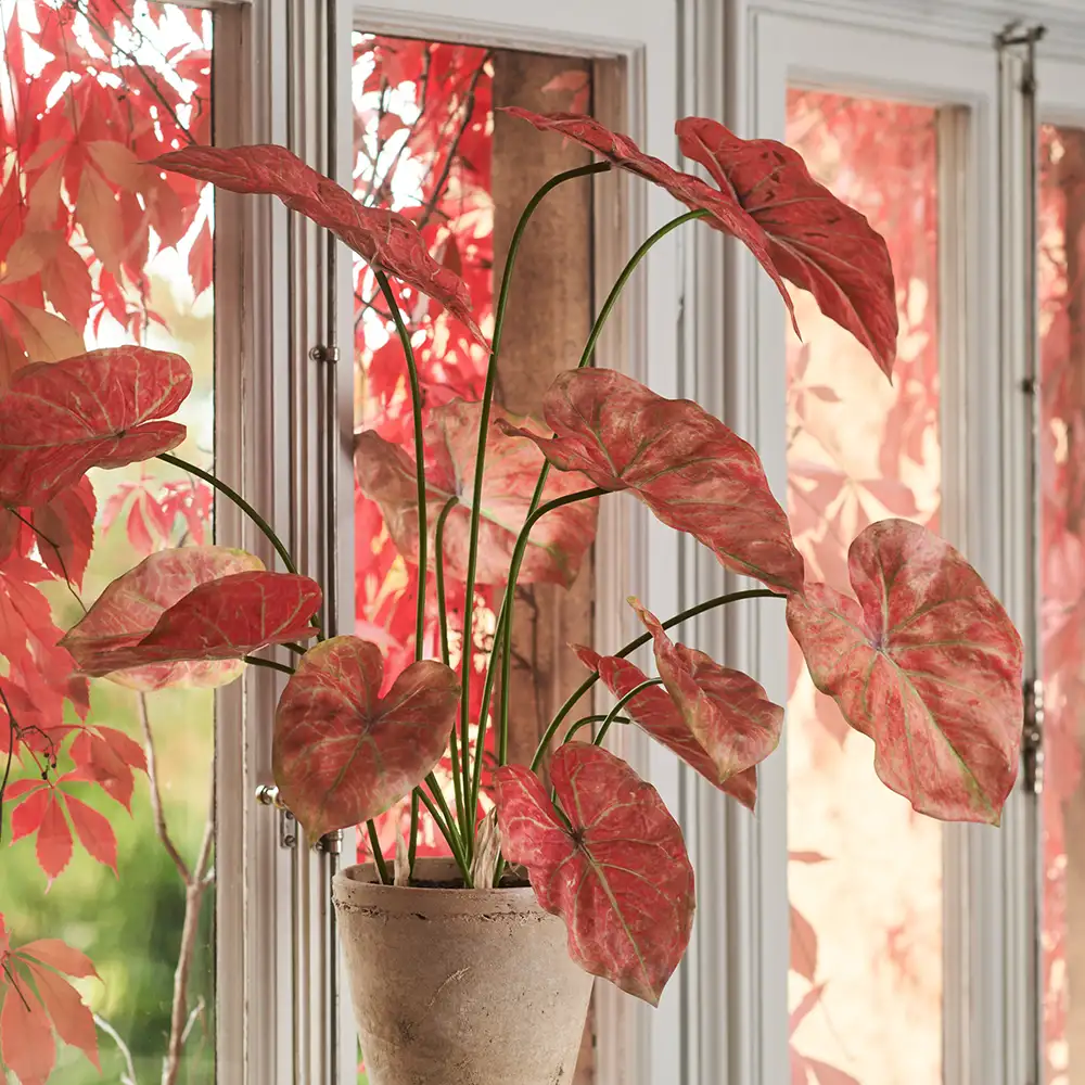 Caladium Potted plant 80 cm Pink