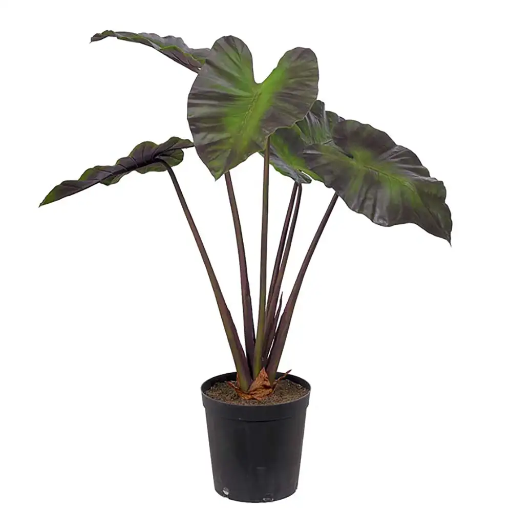 Alocasia tree 100 cm