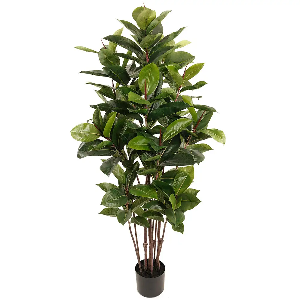 Ficus Robusta 150 cm