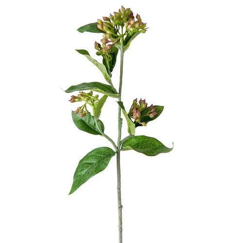 Viburnum 45 cm Purple