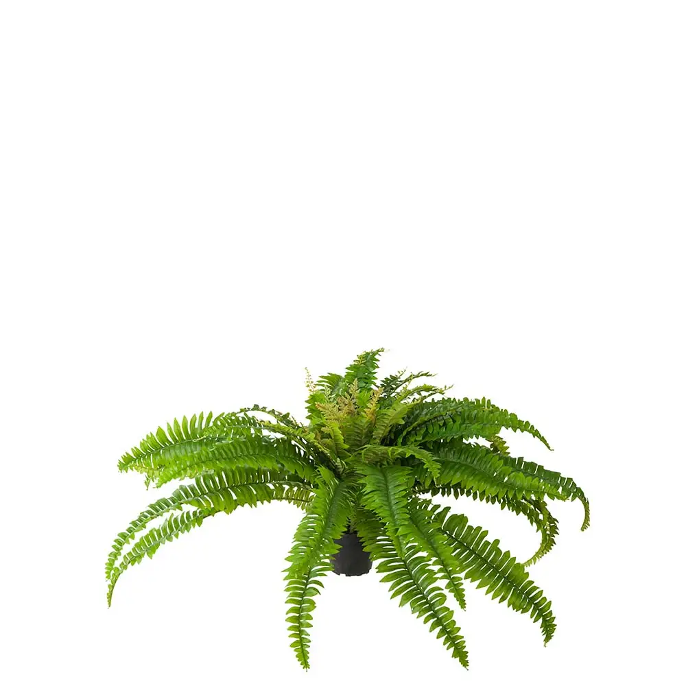  Fern 40 cm