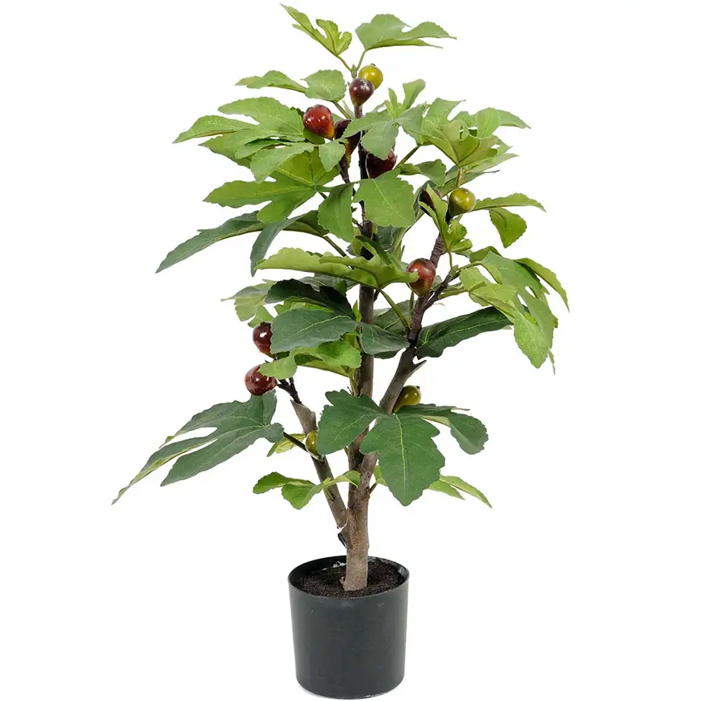 Fig Potted plant 65 cm