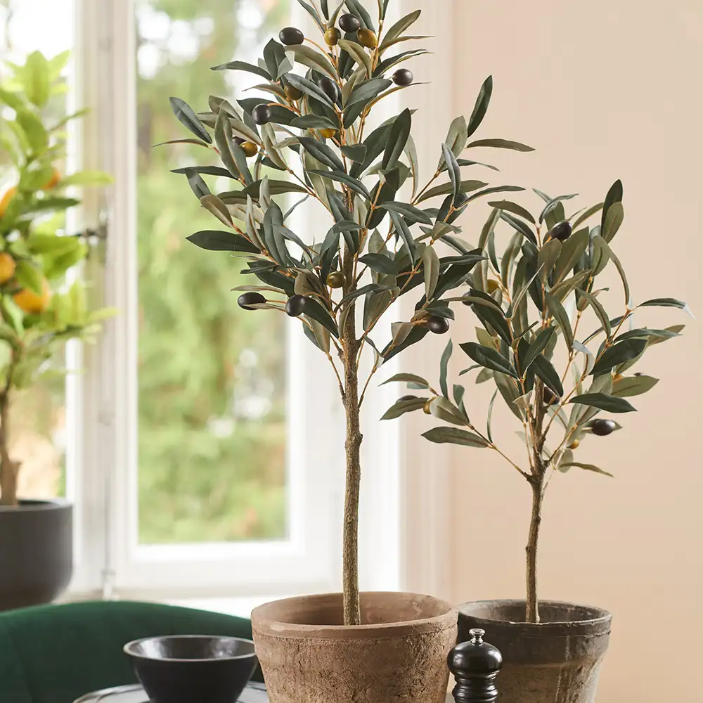 Olive Potted plant 75 cm