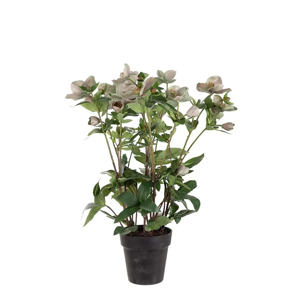  Helleborus in pot 55 cm pink