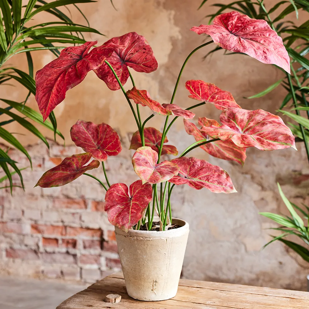 Caladium Potted plant 80 cm Pink