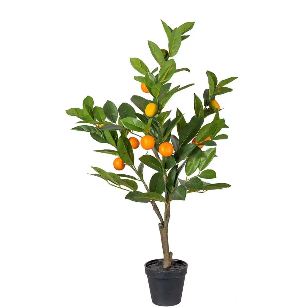 Citrus tree Green 70 cm