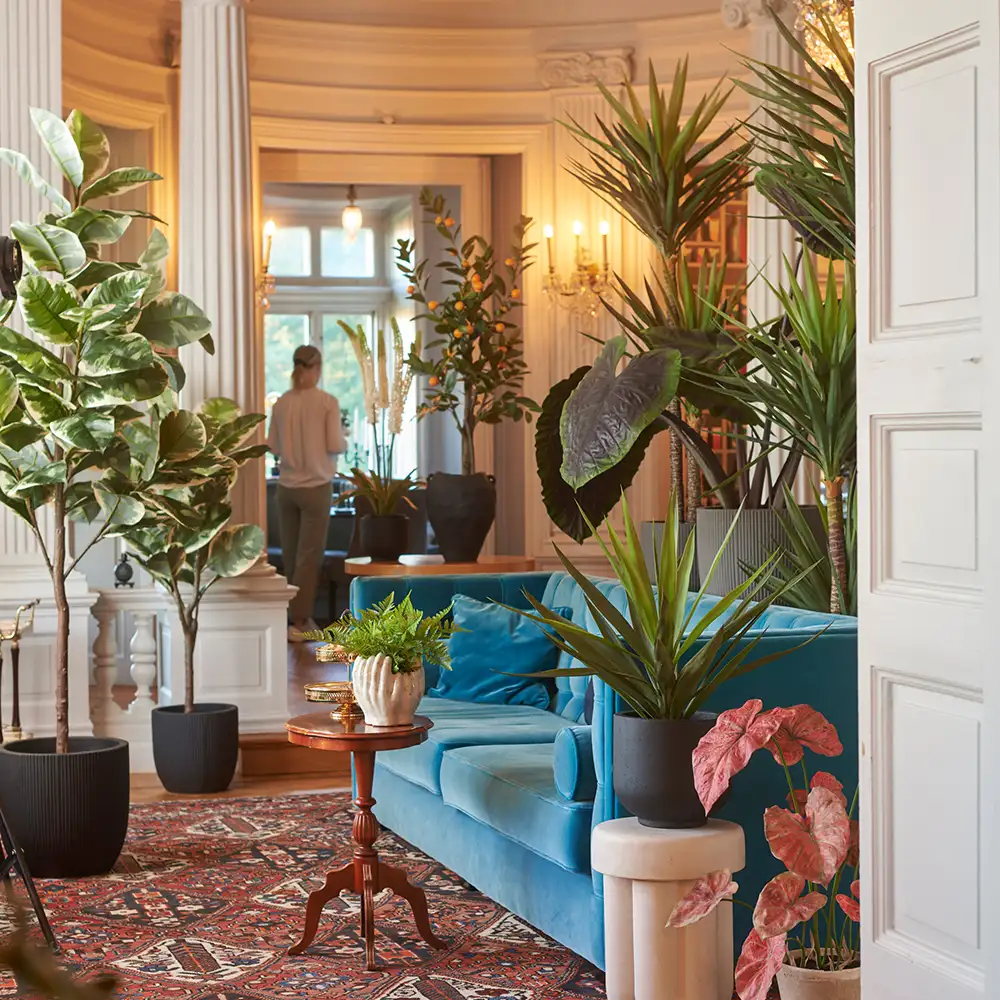 Yucca Rostrata tree 180 cm