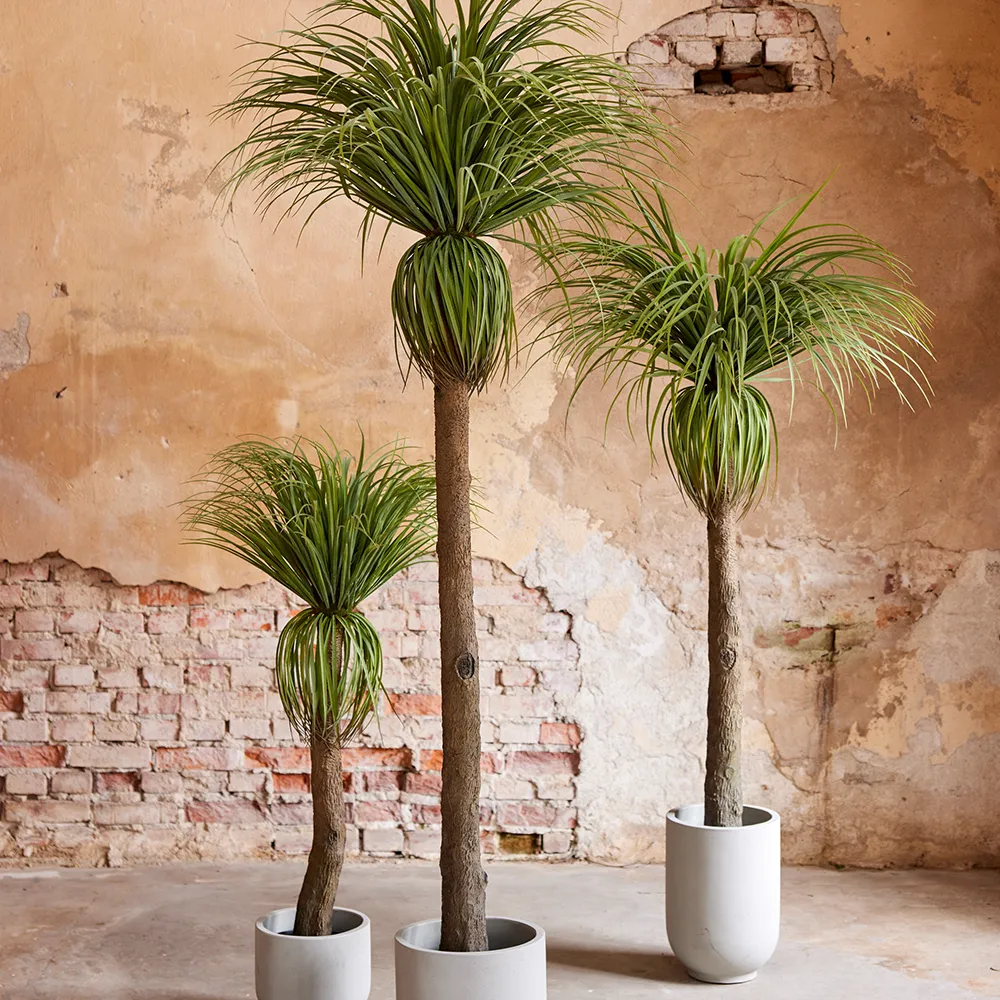 Bottle lily tree 130 cm