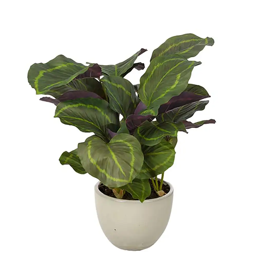 Calathea Potted plant 65 cm