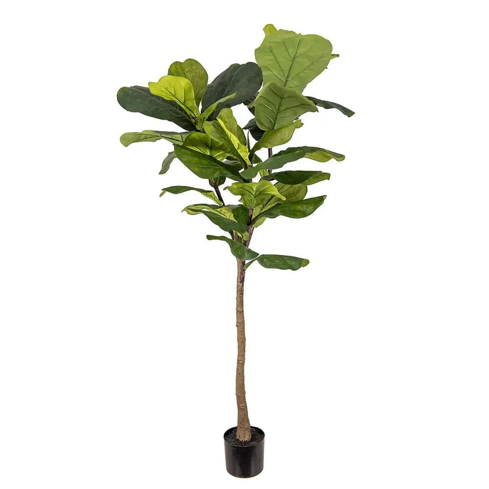  Fiddle ficus 150 cm