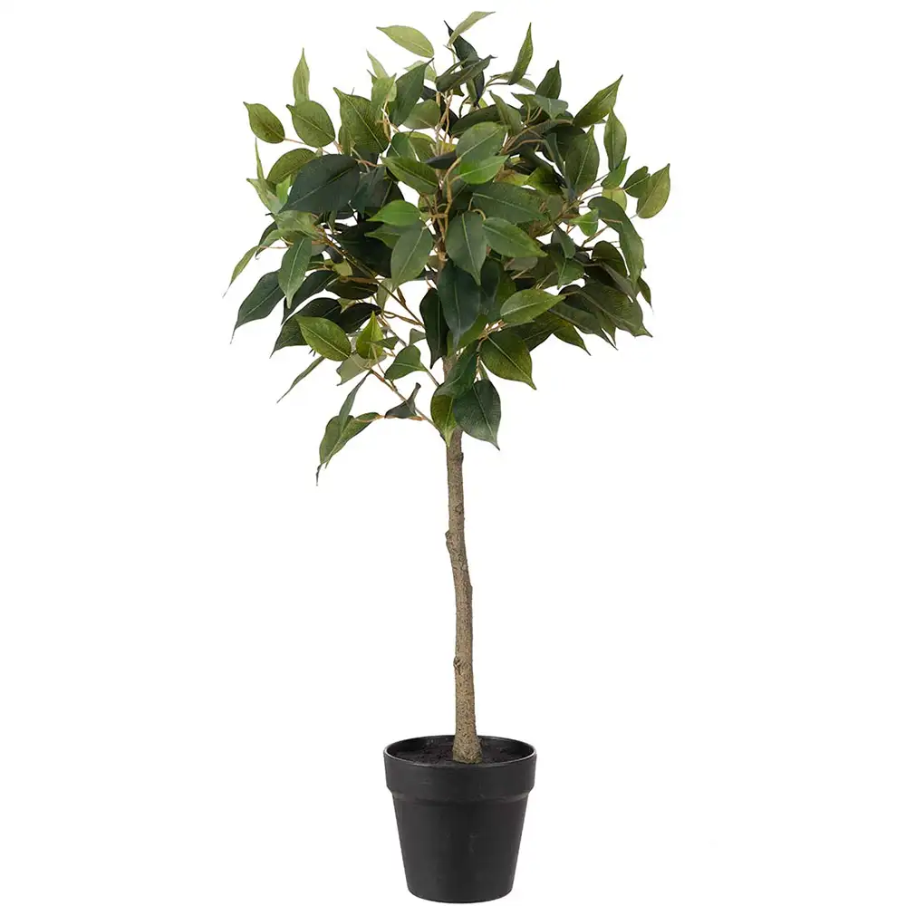 Fikus Benjamin Potted plant 75 cm