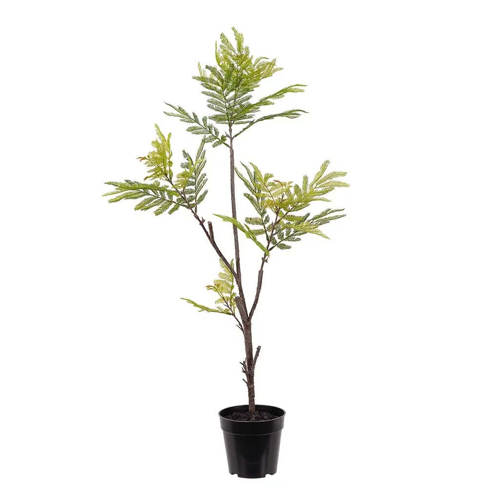  Pithecellobium Pot plant 95 cm