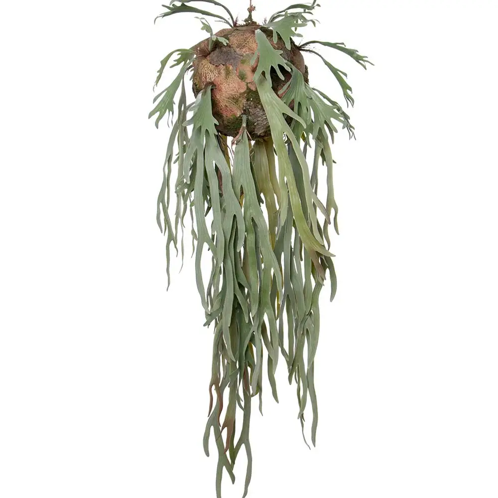  Moose horn bracken Hanging plant Green