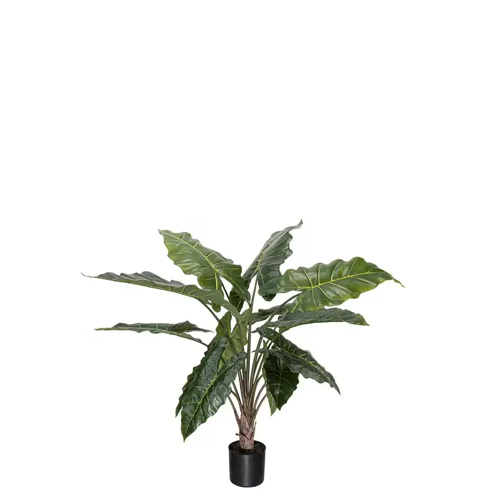 Alocasia Potted plant 90 cm