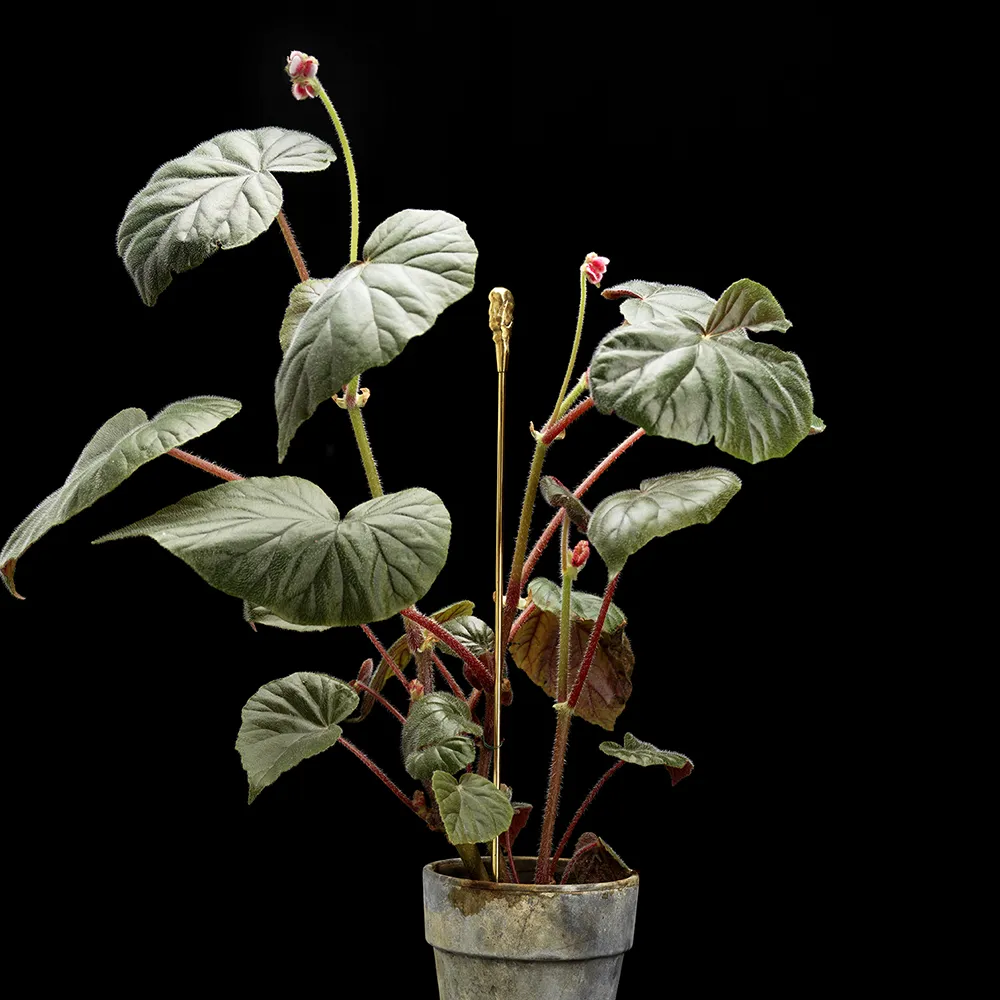 Flower stick Organic