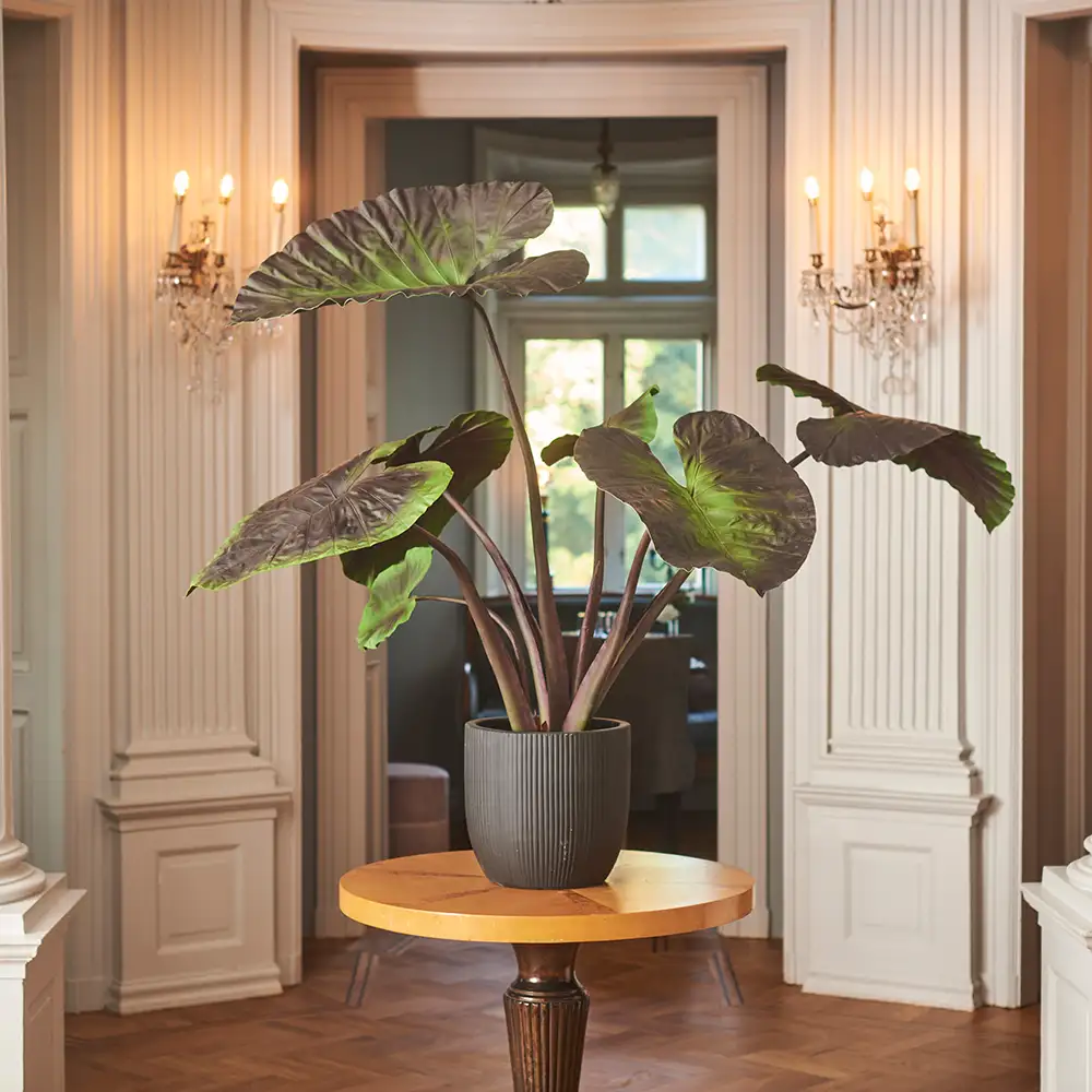 Alocasia tree 100 cm