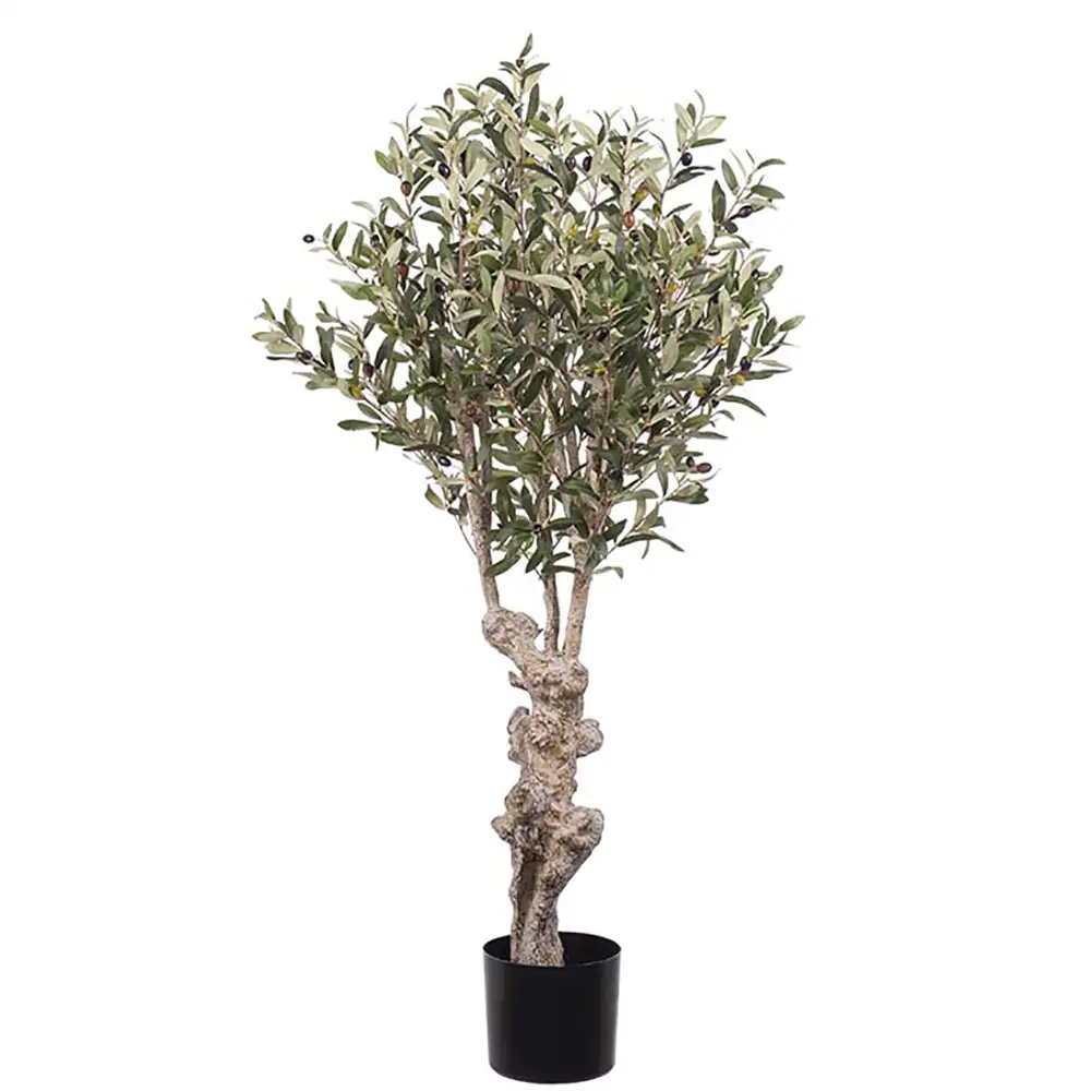 Olive tree 120 cm