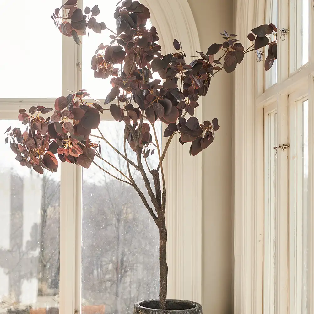 Cotinus tree 140 cm