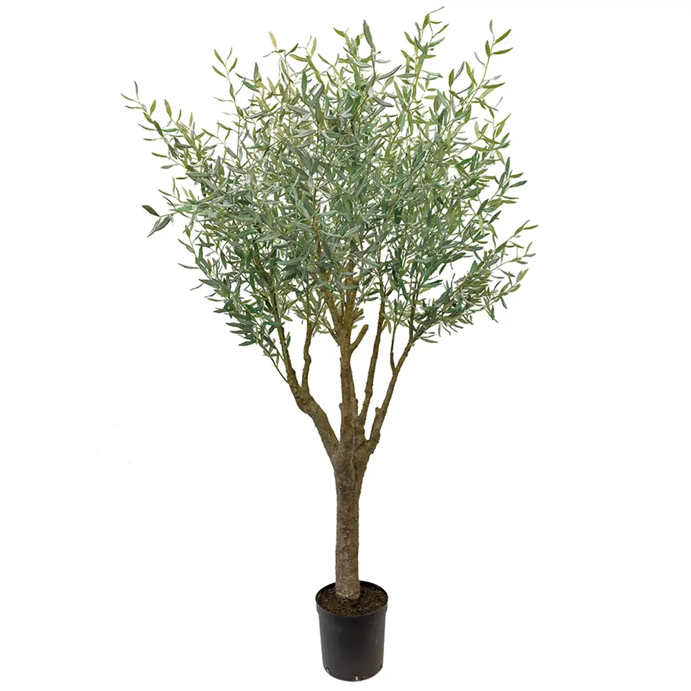 Olive tree 240 cm Green
