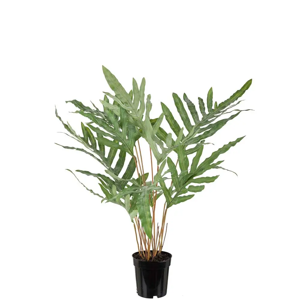  Large-leaved fern 75 cm