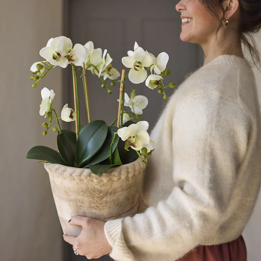Phalaenopsis Orchid 70 cm White