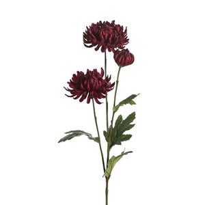 Chrysanthemum Cut Flower 60 cm Red