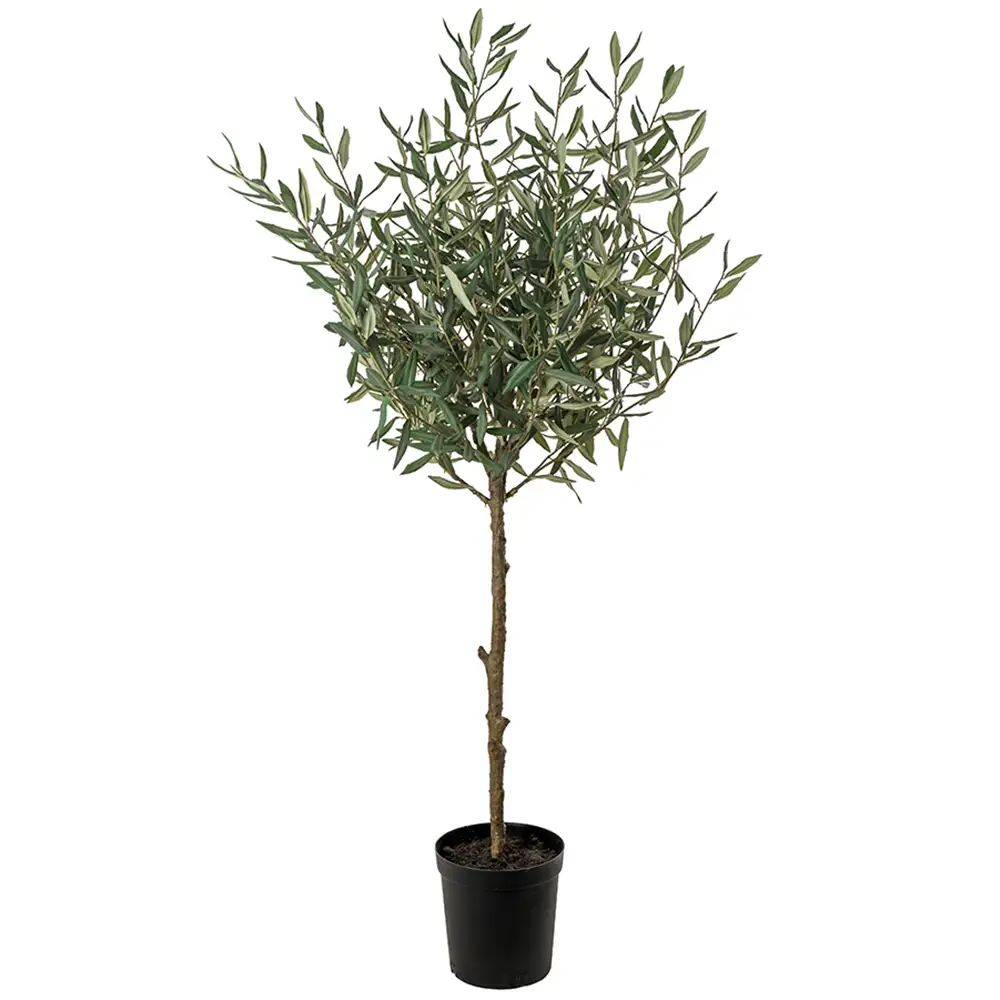 Olive tree 150 cm Green