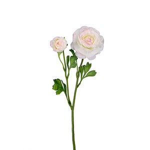 Ranunculus Cut Flower 45 cm Multicoloured