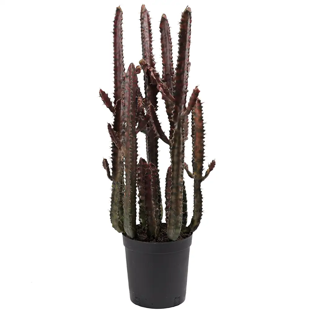 Cactus 65 cm