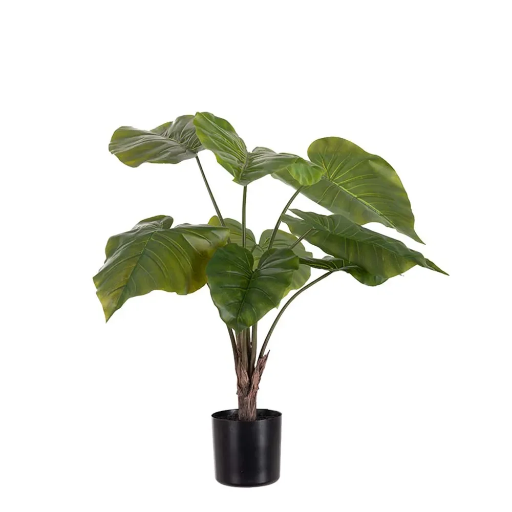 Alocasia in pot 60 cm