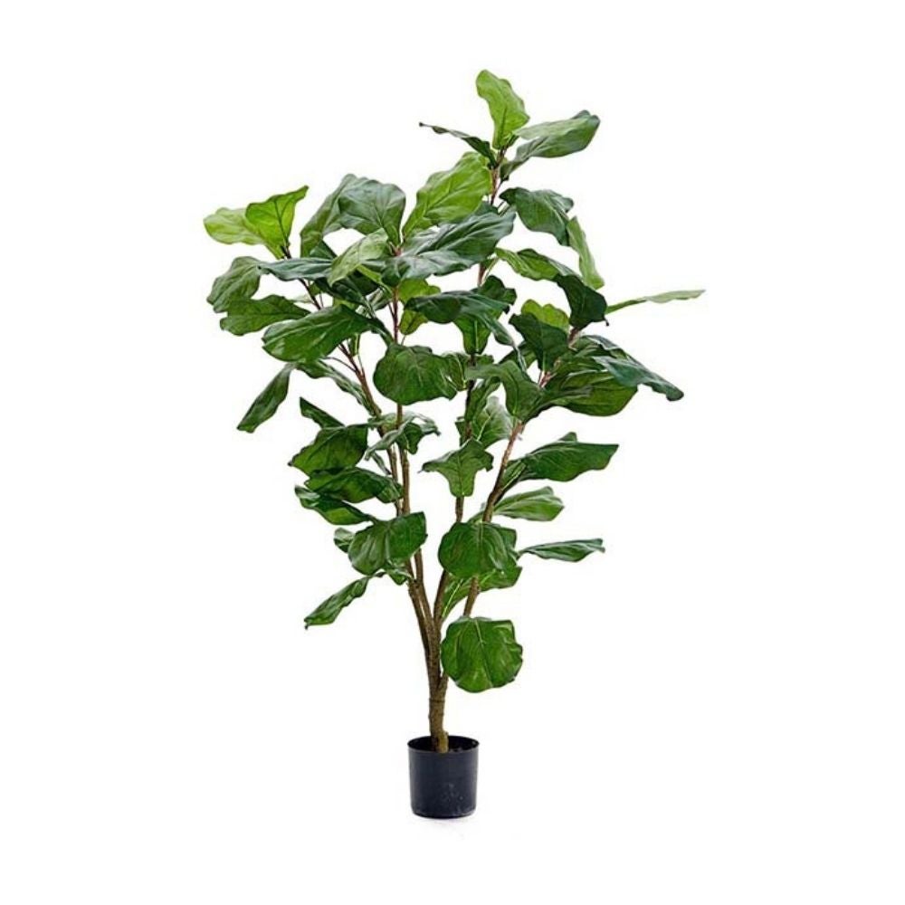 Green Fiddle Leaf Fig 120 cm