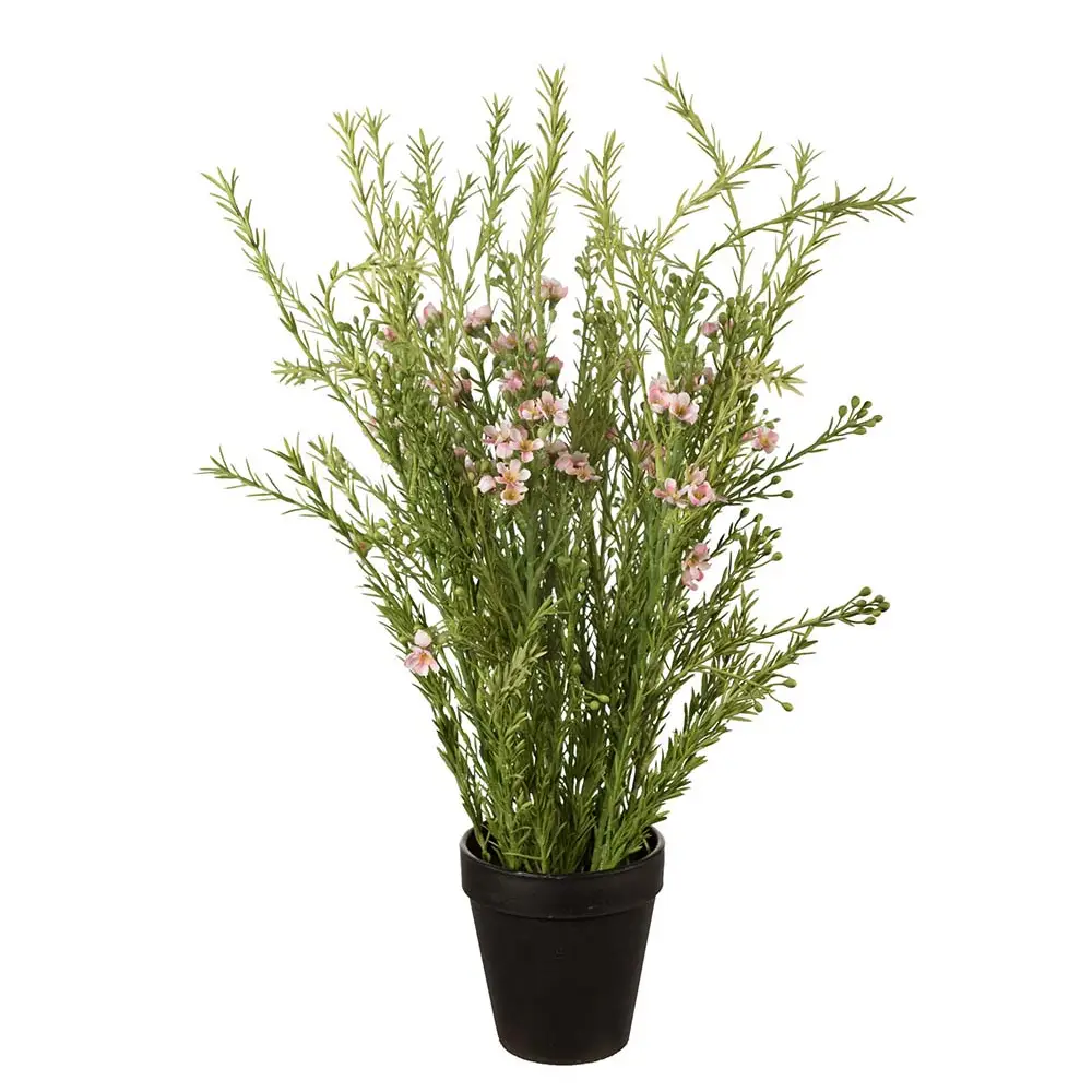  Wax flower Pot plant 55 cm Pink