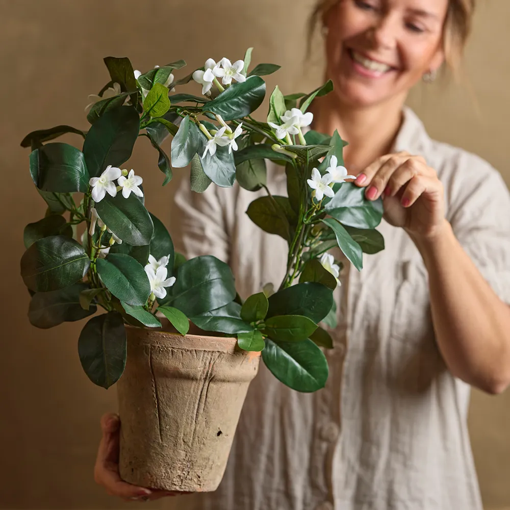 Jasmine Potted plant 45 cm White