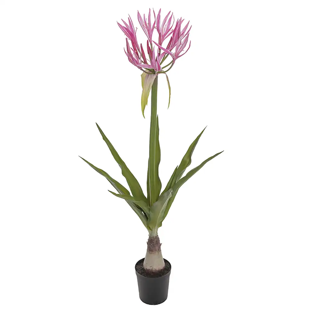 Nerine Potted plant 125 cm Pink
