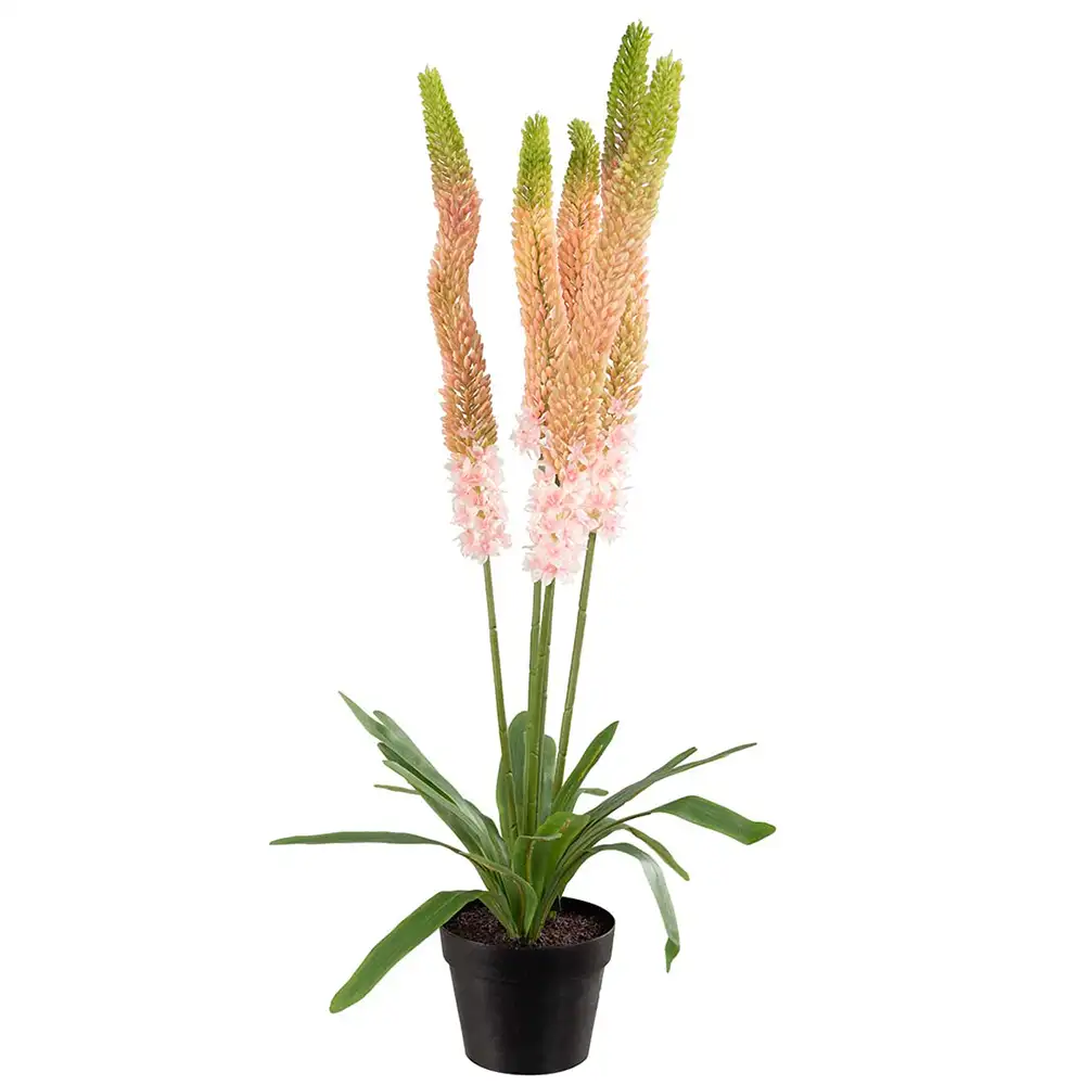 Steppe lily Potted plant 95 cm Pink