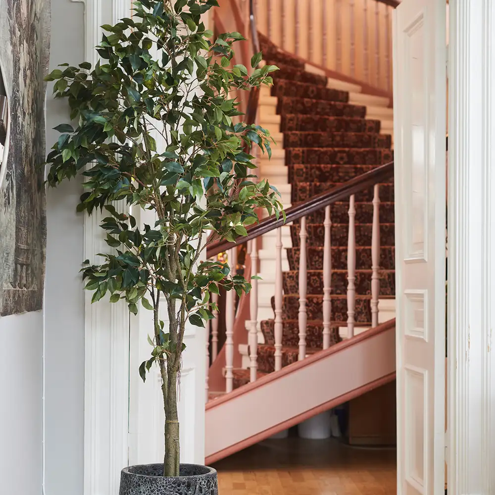 Ficus tree Benjamin 165 cm