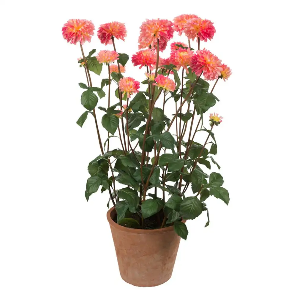 Dahlia Potted plant 100 cm Pink