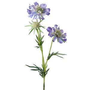  Scabiosa Cut Flower 70 cm Blue