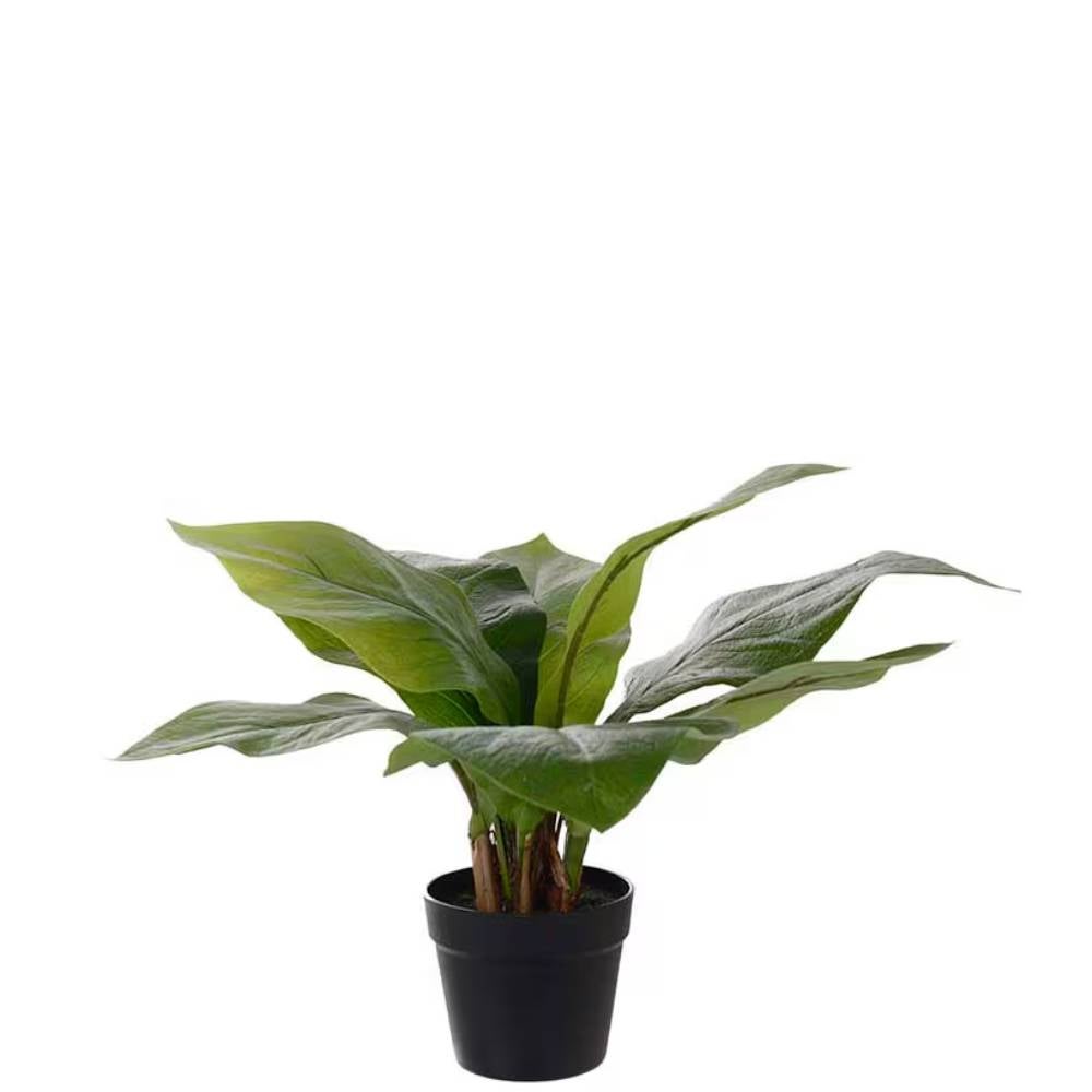 Anthurium Green Potted Plant 45 cm