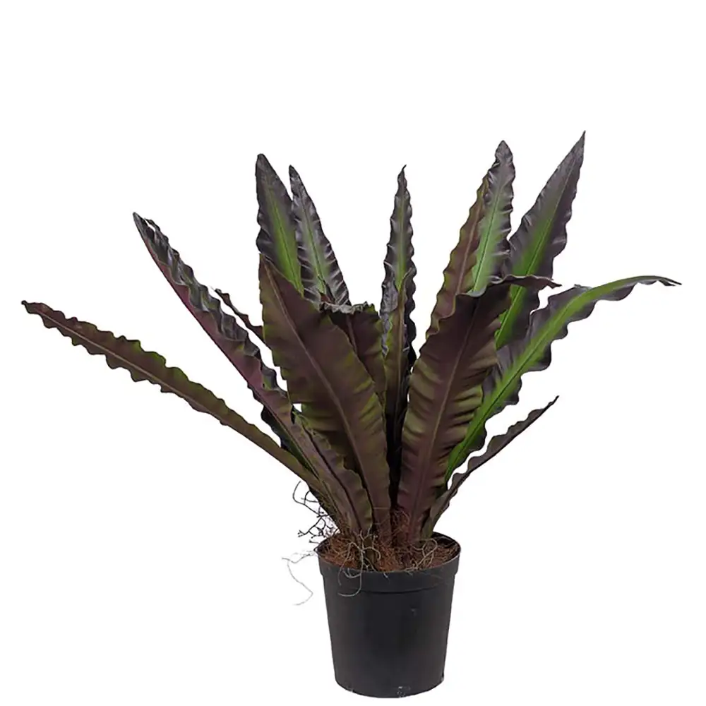 Asplenium tree 90 cm