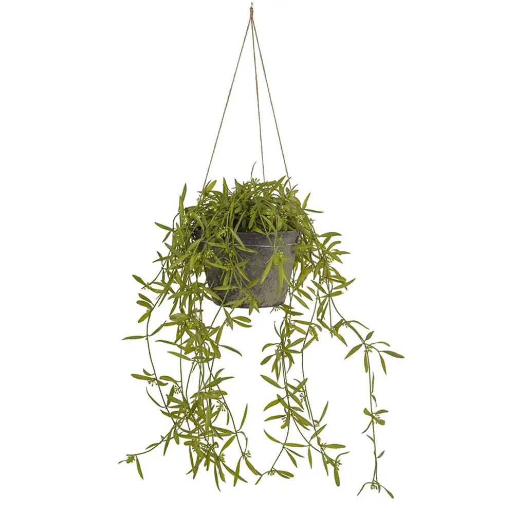 Hoya Hanging plant 25 cm