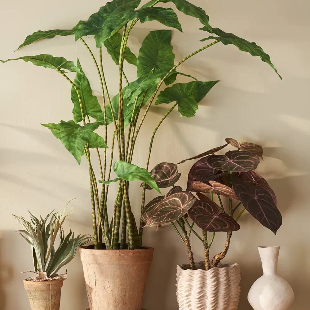 Anthurium Potted plant 60 cm